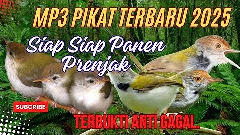 BARU !! Suara Pikat Prenjak Lumut Betina Ribut.