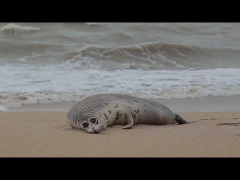 Vídeo: Foca do Cáspio: descrição do animal