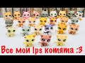 LPS: ВСЕ МОИ L•P•S КОТЯТА :3 (25 штук)