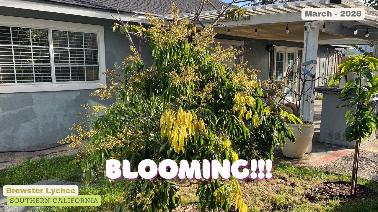 Brewster Lychee Blooming - March 2026