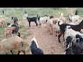 Sheep and goats Farming in Desert village