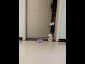 #Teacup Dog #Pomeranian #Pomeranian Shunsuke