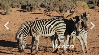 Wild Animals In Africa Jungle 19K Views