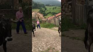 Carmona. Pasada de las tudancas