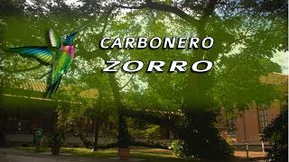 Conociendo nuestro Hospital: El árbol Carbonero Zorro