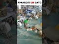 El gato blanco aparece como un rayo y cambia todo 😱🐱 #perros