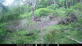 Herd of Rusa travelling through the trail camera! 