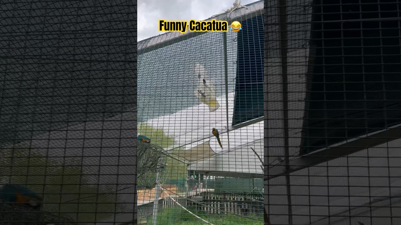 Hungry Cacatua 😂🦜 