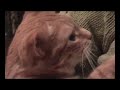 fokke the baby cat