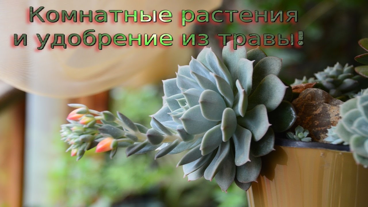 Комнатный цветок и удобрение из трав.  Мой опыт! Фильм 1.