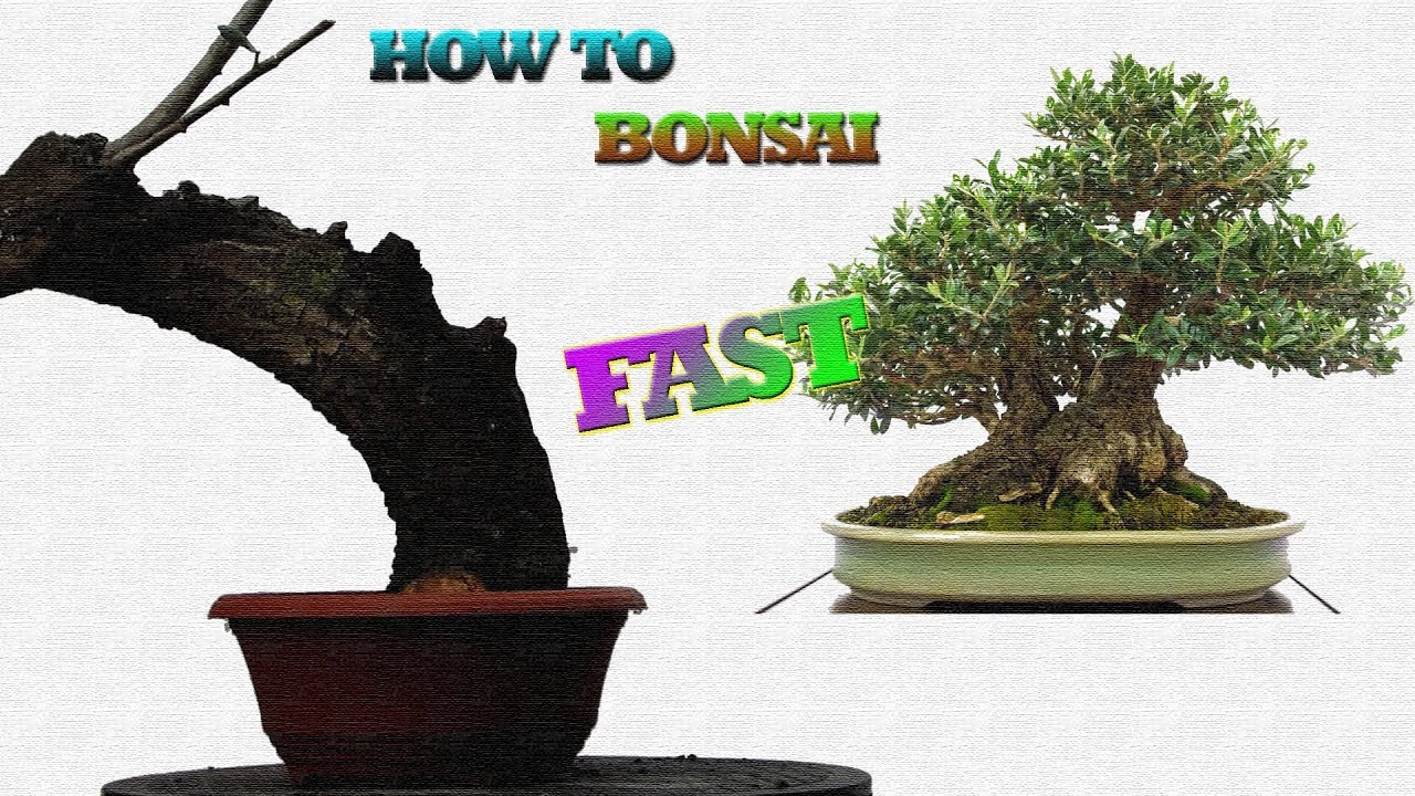 Como producir bonsáis de olivo