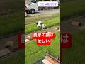 田植えの日。びびちょぱ監督のまったり動画です☺️ #びびちょぱ #農家の猫 #cats #cats #ネコ #ねこ #田植え