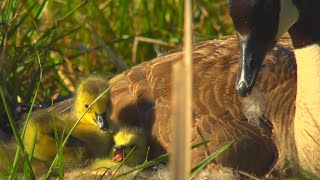 Canada Goose - Nesting and Goslings | Short Film