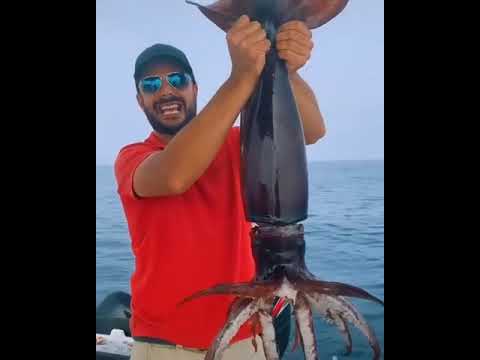 Wow Big Fish Live Casting Fishing 355