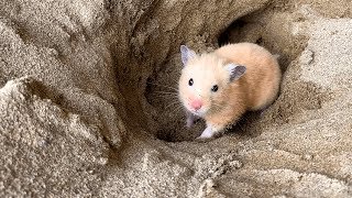 My Funny Pet Hamster Escape Sand Mountain Obstacle Course