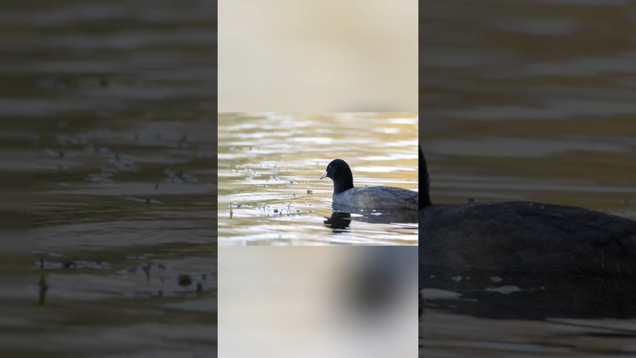 Нацелилась 