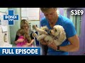 Dog Jumps Out Of Moving Car | Season 3 Ep 9 | Bondi Vet Full Episodes