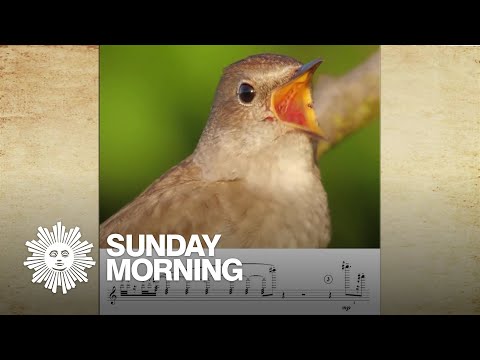 Calls of the wild: A composer transcribes bird songs