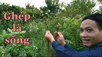 Kĩ thuật ghép bưởi, hướng dẫn ghép bưởi tam hồng Phúc Kiến_bưởi Rỏn_0989928949