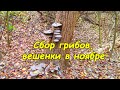 Сбор грибов (вешенки в ноябре)