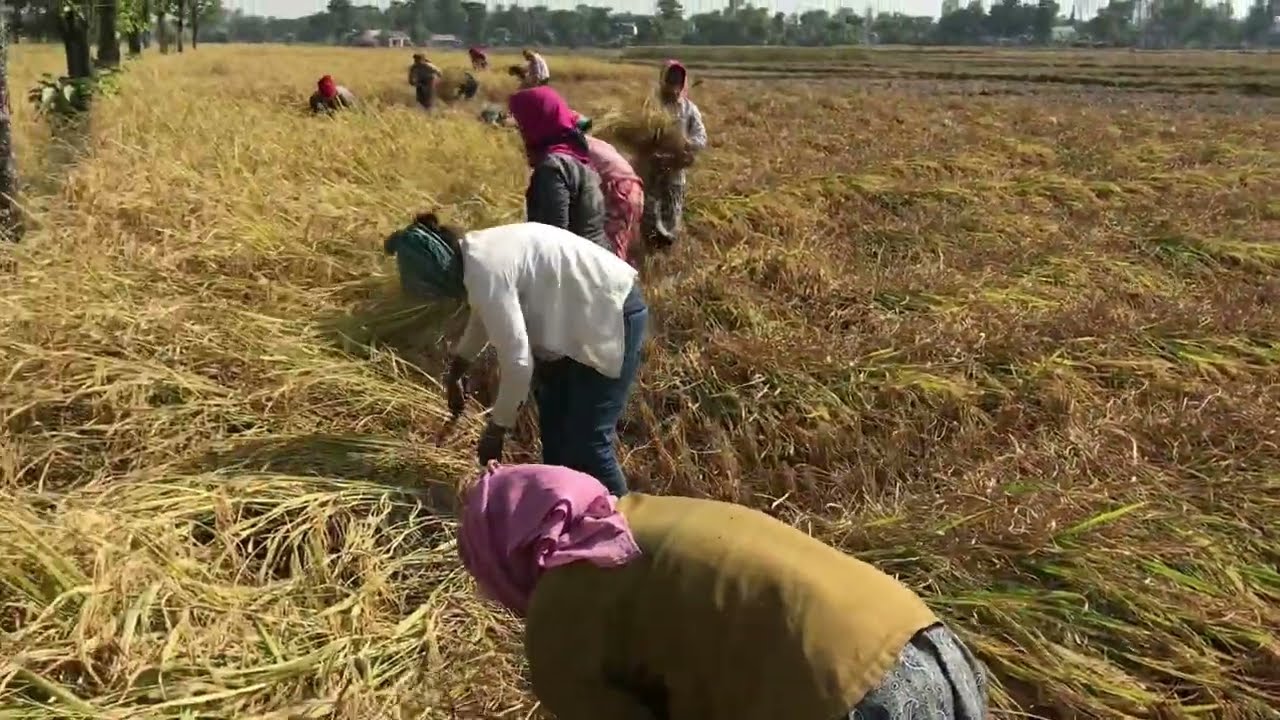 Harvesting Rice Traditional 