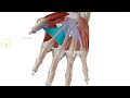 Muscles of the Hand 3D - Dr. Ahmed Farid