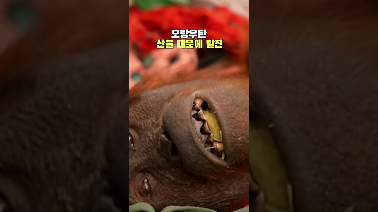 인도네시아, 서울 15배 면적 불탔다!