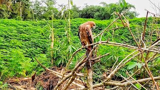 Si Lee ! burung elang jinak hidup di alam bebas