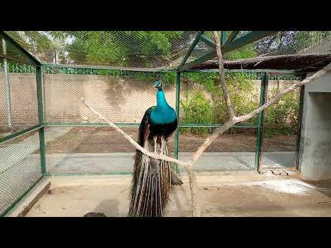 Is Mor ki Awaaz bhot pyari hy , peacock call , Beautiful peacock in the cage #birds #peacock #