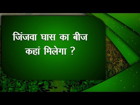 वीडियो: घास के बीज की देखरेख क्या है?