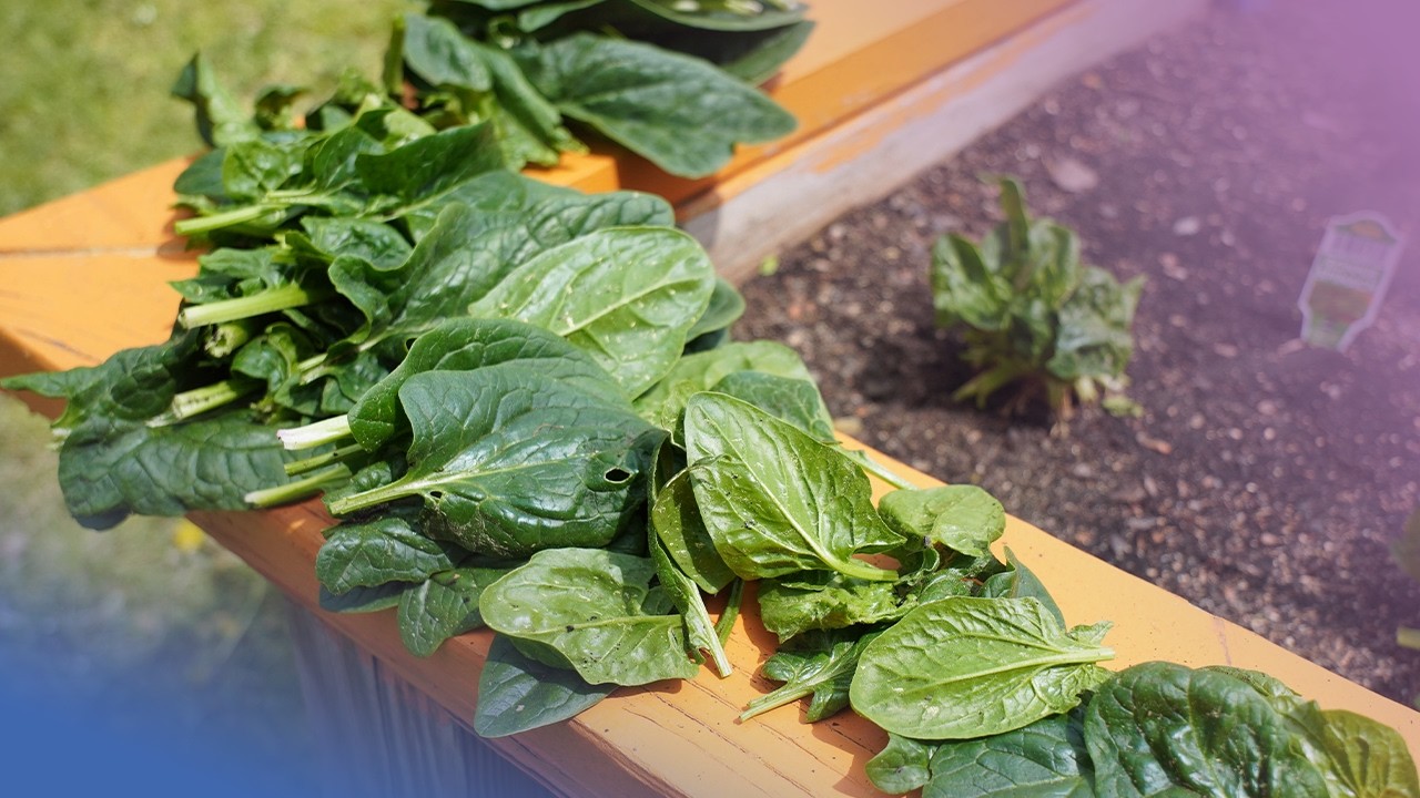 Garden to Kitchen | Superstar Spinach