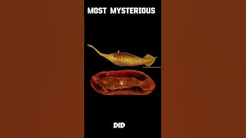 Scientists Still Can’t Explain This Creature !😨