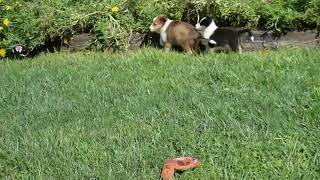 Shetland Sheepdog Puppies For Sale