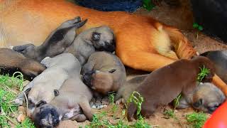 OMG very very nice day that mom viva have new members a lot of 10 Members so cute all.