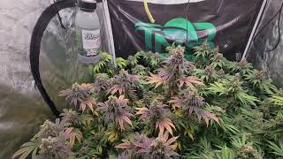 Intents Growing Grow weed easy! last day -10 full weeks gorilla glue 4 x chemdog #tnbnaturals #tnb