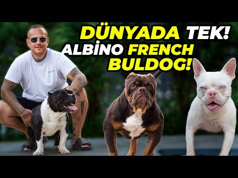 Video: En Popüler Bulldog İsimleri