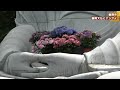 壷阪寺 壷阪大仏とアジサイ