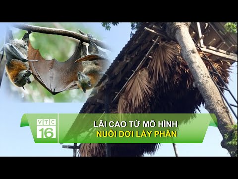 Video Lãi cao từ mô hình nuôi dơi lấy phân | VTC16 - youtube