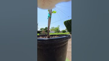 How many cats do you recognize in the Kitterverse? 📣🐈 @insta360 GO 3S #cat #cute #insta360