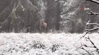 Bolu Ormanlarında Kızılgeyiğin Böğürme Anları Kameraya Yansıdı