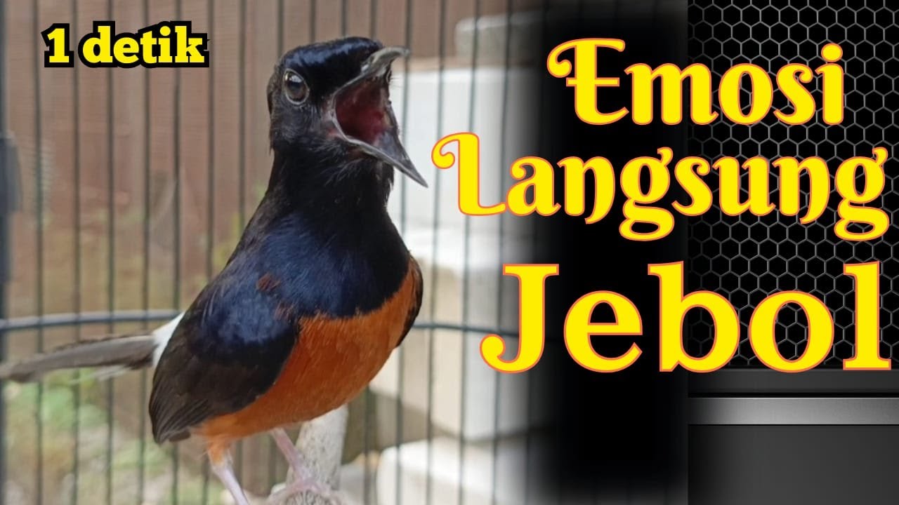 1 DETIK FULL JEBOL EMOSI MURAI BATU GACOR, SEKALI DENGAR MURAI BATU APAPUN PASTI NYAUT CEPAT BUNYI