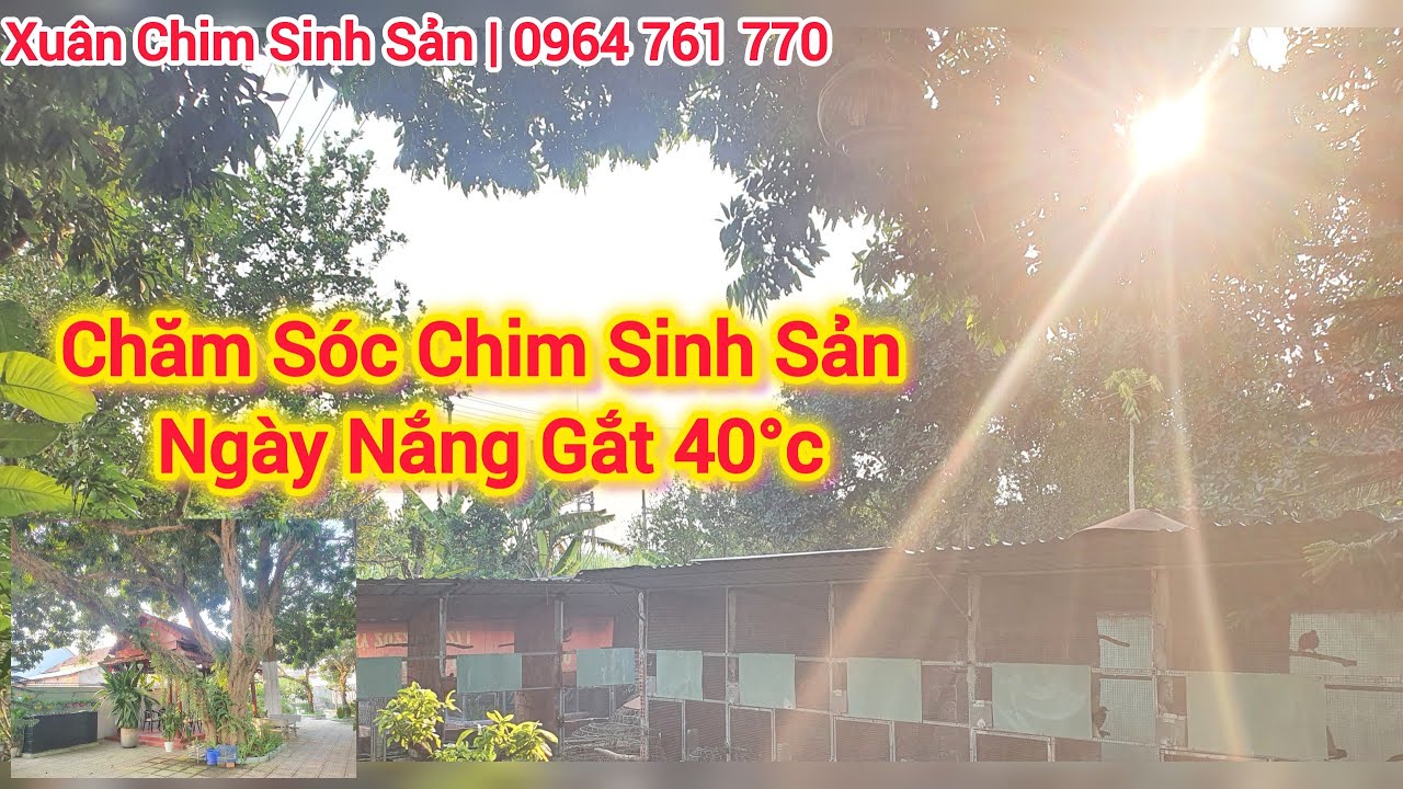 Chăm Sóc Chim Sinh Sản Mùa Nắng Nóng #aviary#cugay #chòe_lửa #chòe_than #khuou #garung #chaomao
