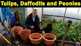 Spring Bulbs Tulips And Daffodills Peonies Iris Green Side Up