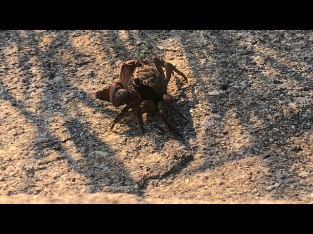 カニ Crabs Good Morning 149 Youtube