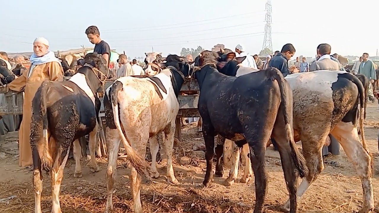 اسعار العجول المحيره والعجول العلف في سوق ابو حمص بحيره يوم 12/8/2025