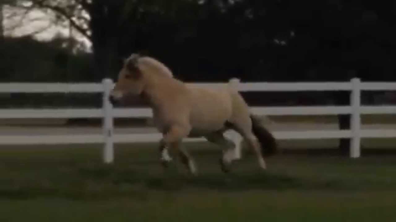Horse play YouTube