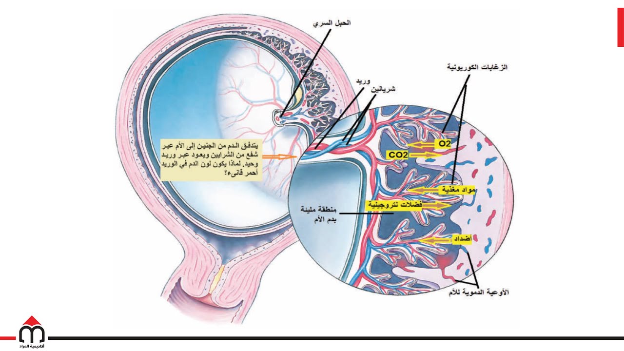 13- التنامي الجنيني: التعشيش والحمل (الجزء الثاني) - بكالوريا سوريا