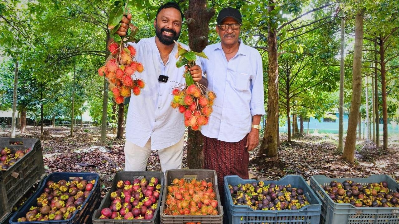 43 ലക്ഷം രൂപ ഏക്കറിൽ വരുമാനം! 43 lakhs per acre from Mangosteen - largest Mangosteen farm in Kerala