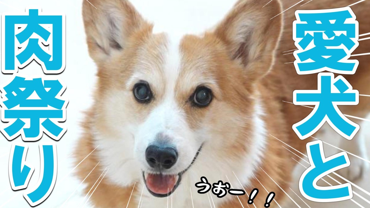 食欲大魔王のコーギーとＢＢＱするとこうなる・・！！