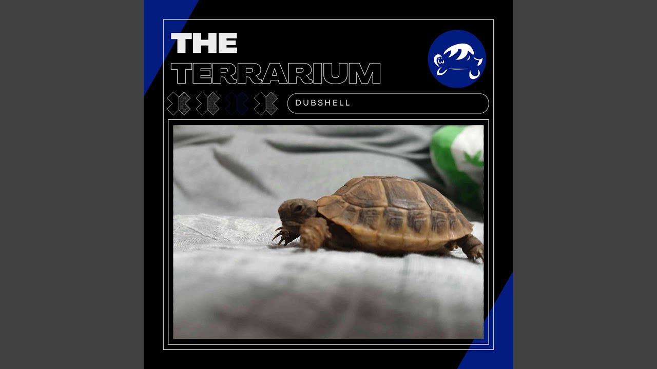 Mira Turtle machine en YouTube Mira Turtle machine en YouTube